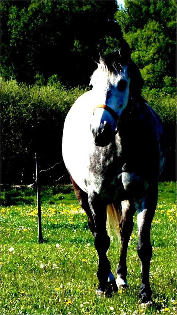 Anden særlig race Catwalk (Himmelhest) - sommerfold, smælde fed (; billede 9