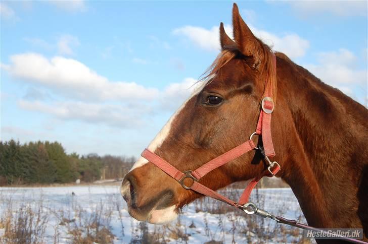Polsk Varmblod Emma  - Chamerne hest ;) billede 9