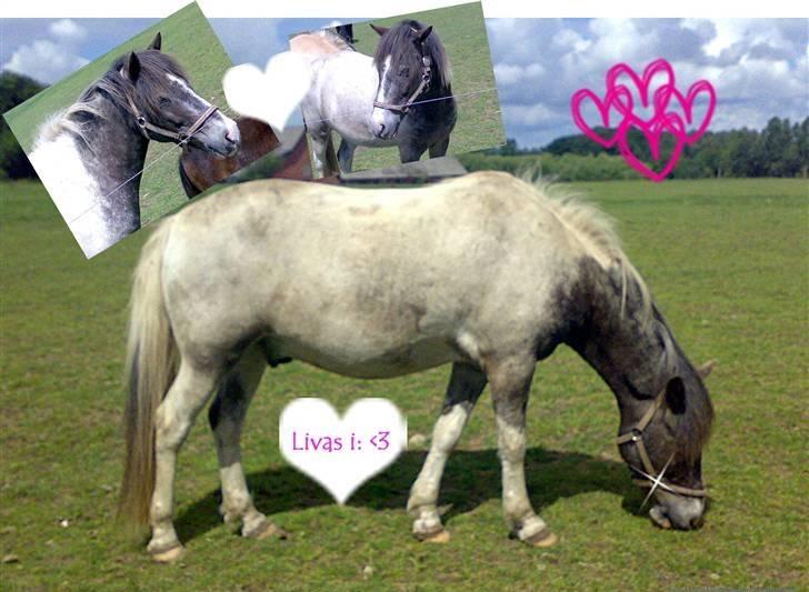 Anden særlig race Salt&Peber.. SOLGT  - Pepper min skatth elsker dig og jeg vil gå igennem ild og vand for dig!! (Et billede Sabine har redigeret til mig og tusinde tak for det..) <33 billede 12