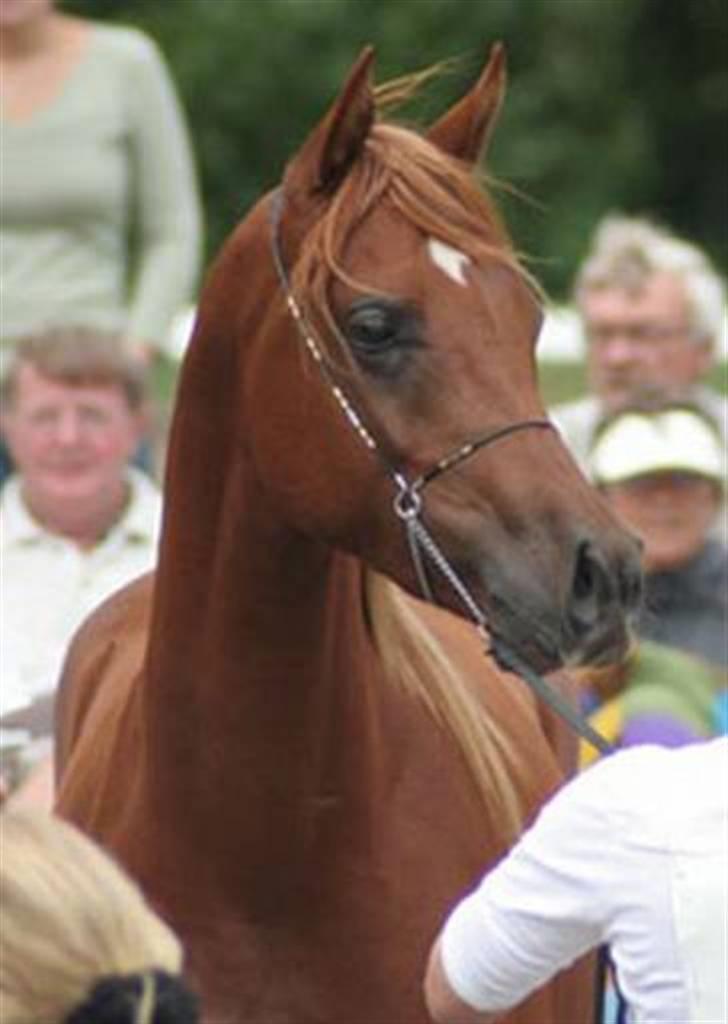 Arabisk fuldblod (OX) D.Midnight Rodeo  - Velkommen til D.Midnight Rodeo OX 3888 Profil.. giv gerne en bedømmelse :) billede 1