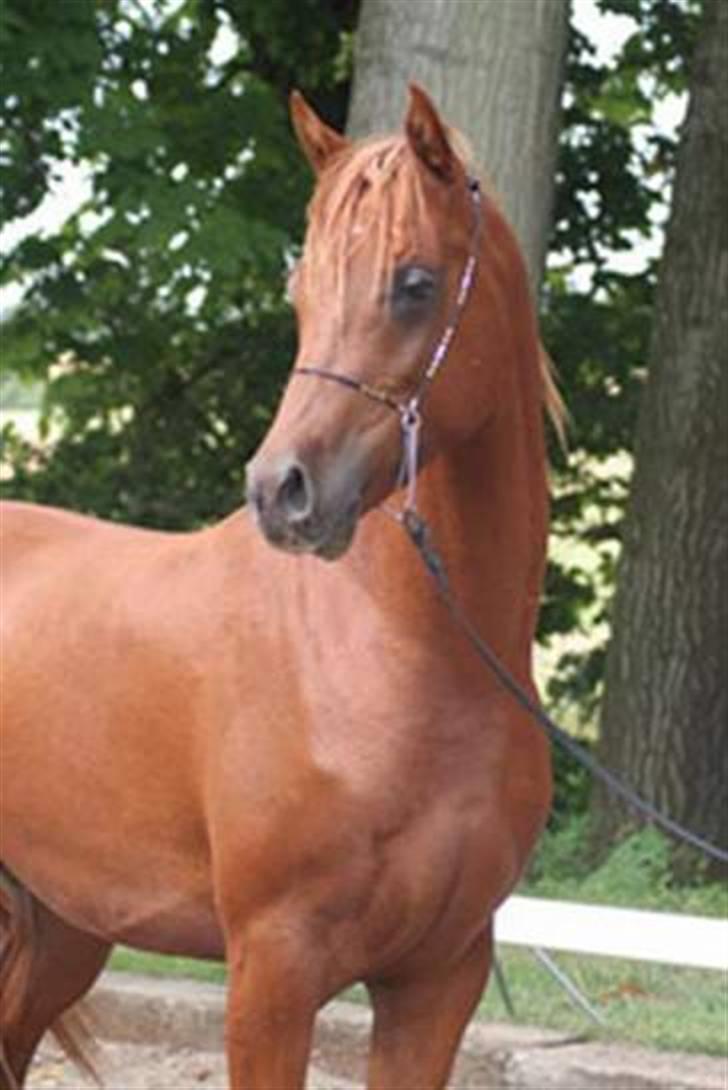 Arabisk fuldblod (OX) D.Midnight Rodeo  - show som 2 års billede 2