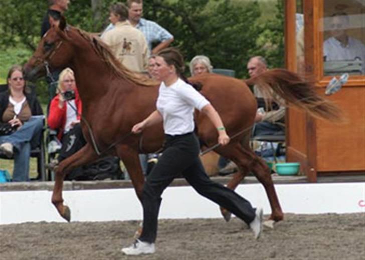 Arabisk fuldblod (OX) D.Midnight Rodeo  - Show som 2 års sammen med charlotte som er hans avler billede 4