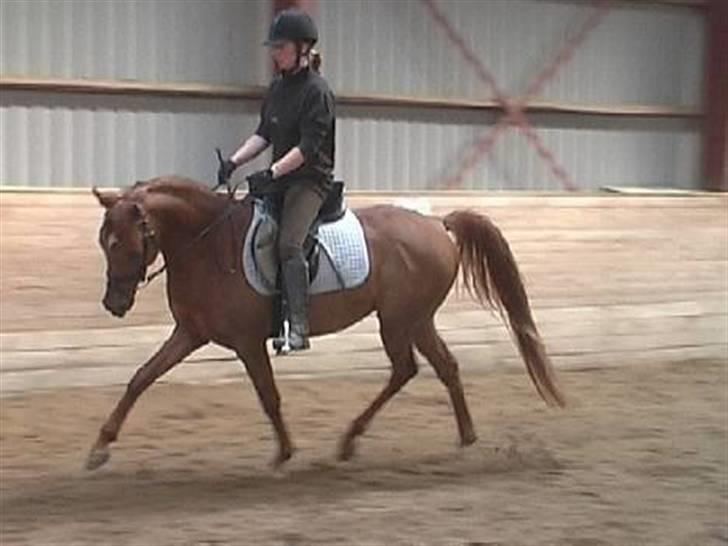 Arabisk fuldblod (OX) D.Midnight Rodeo  - Dressur som 3 års på halmtoften ridecenter billede 5
