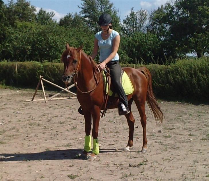 Arabisk fuldblod (OX) D.Midnight Rodeo  - ca 4 år her, og liner bare den dejligeste kæmpe følle <3 billede 6