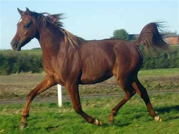 Arabisk fuldblod (OX) D.Midnight Rodeo  - Trav, hans trav er så lækker, han flyver bare afsted :) billede 7