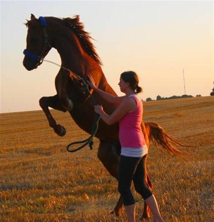 Arabisk fuldblod (OX) D.Midnight Rodeo  billede 8