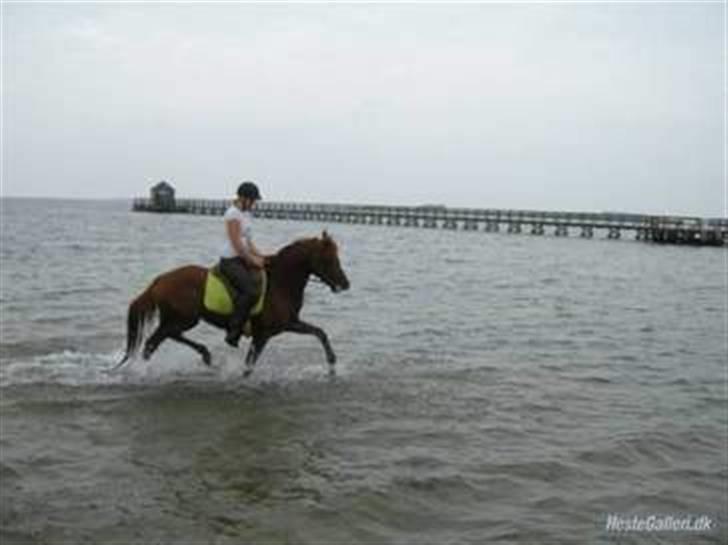 Arabisk fuldblod (OX) D.Midnight Rodeo  - Trav i vand, vi skulle da lige prøve :) billede 9