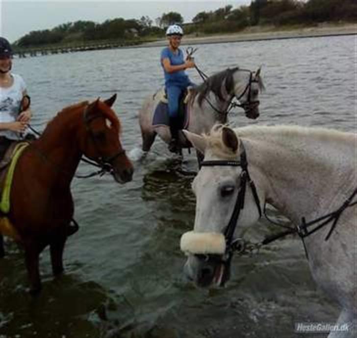 Arabisk fuldblod (OX) D.Midnight Rodeo  - Gruppe billede , mig og rodeo, gitte og what ever og ninni og shadow.. tror maria på fernaldo tager billedet? sommer 2009 billede 10