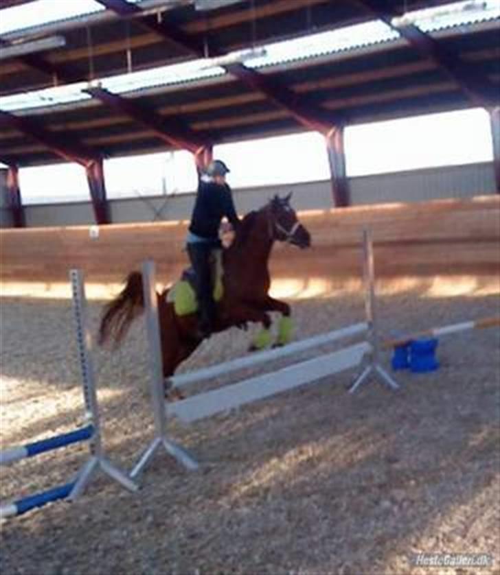Arabisk fuldblod (OX) D.Midnight Rodeo  - Spring træning på horslunde ridecenter. maria har taget billedet :) billede 11