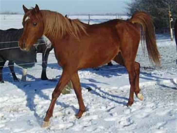 Arabisk fuldblod (OX) D.Midnight Rodeo  - Rodeo hos Charlotte .. så smuk som plag <3 billede 12