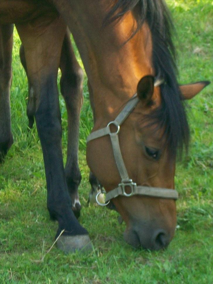 Dansk Varmblod Brainstorm billede 15