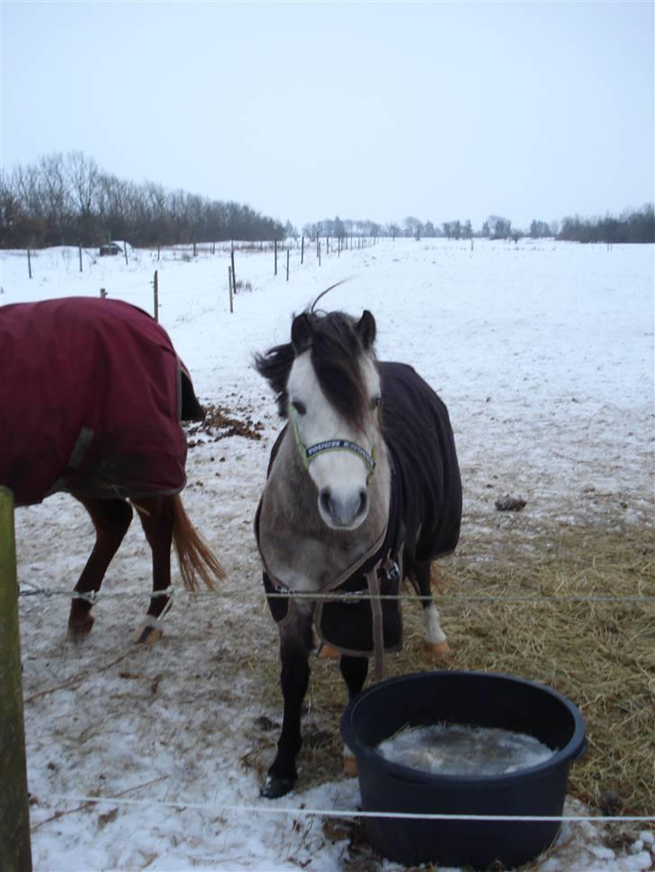 Welsh Pony (sec B) Bangs Tempo *SOLGT* - Temsen i sneen :) billede 2