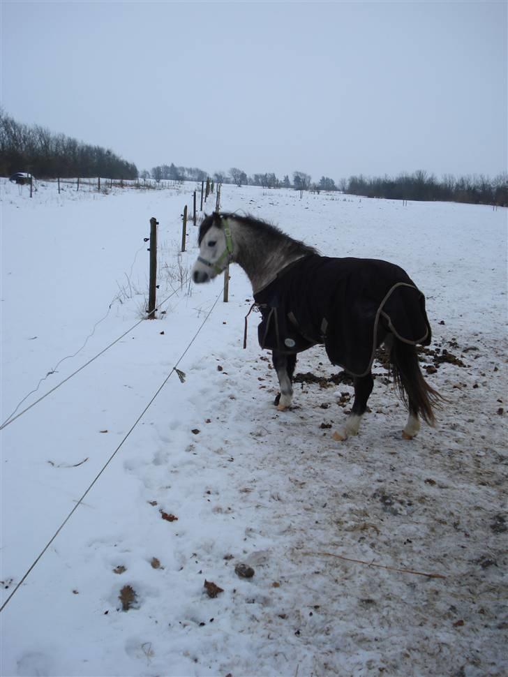 Welsh Pony (sec B) Bangs Tempo *SOLGT* - Temsen <3 billede 3