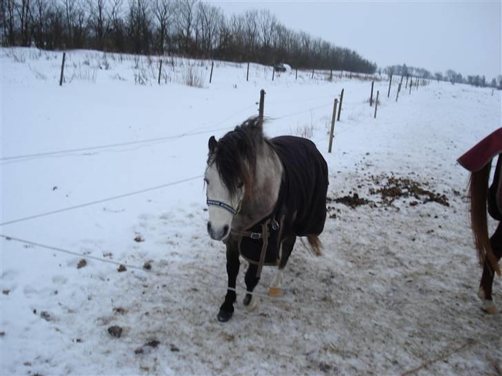 Welsh Pony (sec B) Bangs Tempo *SOLGT* - min lille nye charmetrold <3 billede 4