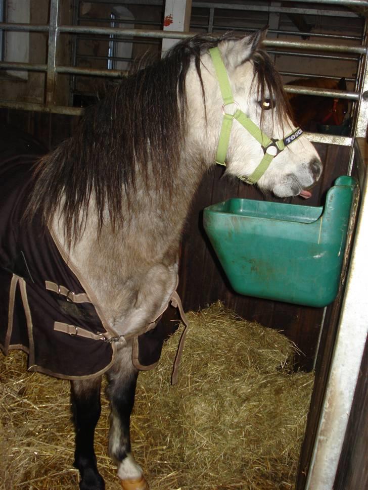 Welsh Pony (sec B) Bangs Tempo *SOLGT* - Temse rækker tunge :P billede 5