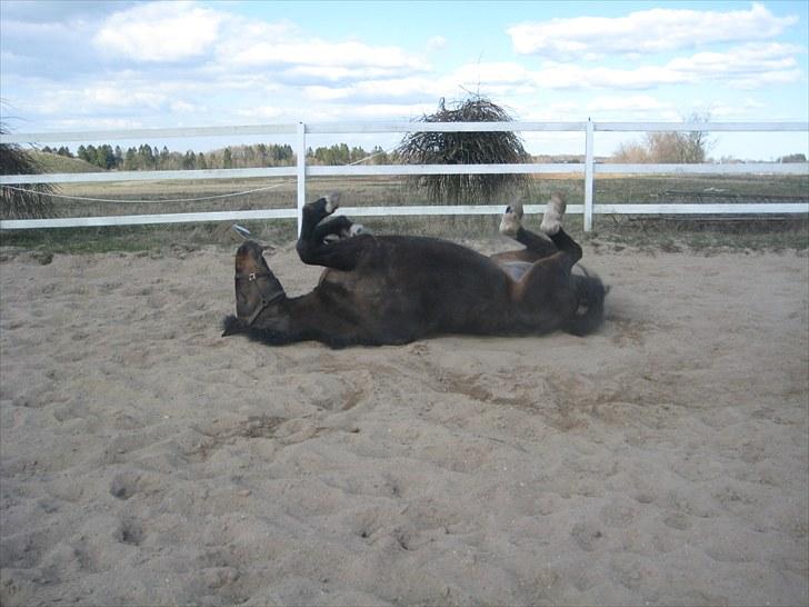 Anden særlig race Ronja - savnes )-'; - Såå bliver der lige rullet lidt(:<3  Det er bare skønt!!<3 billede 3