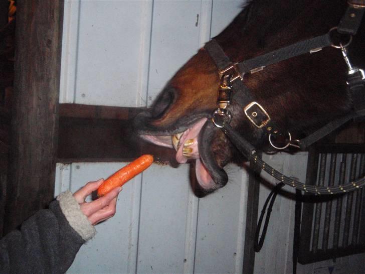 Anden særlig race Ronja - savnes )-'; - Haps, haps, haps, den madglade hyp´ er på banen igen xD<3 billede 4
