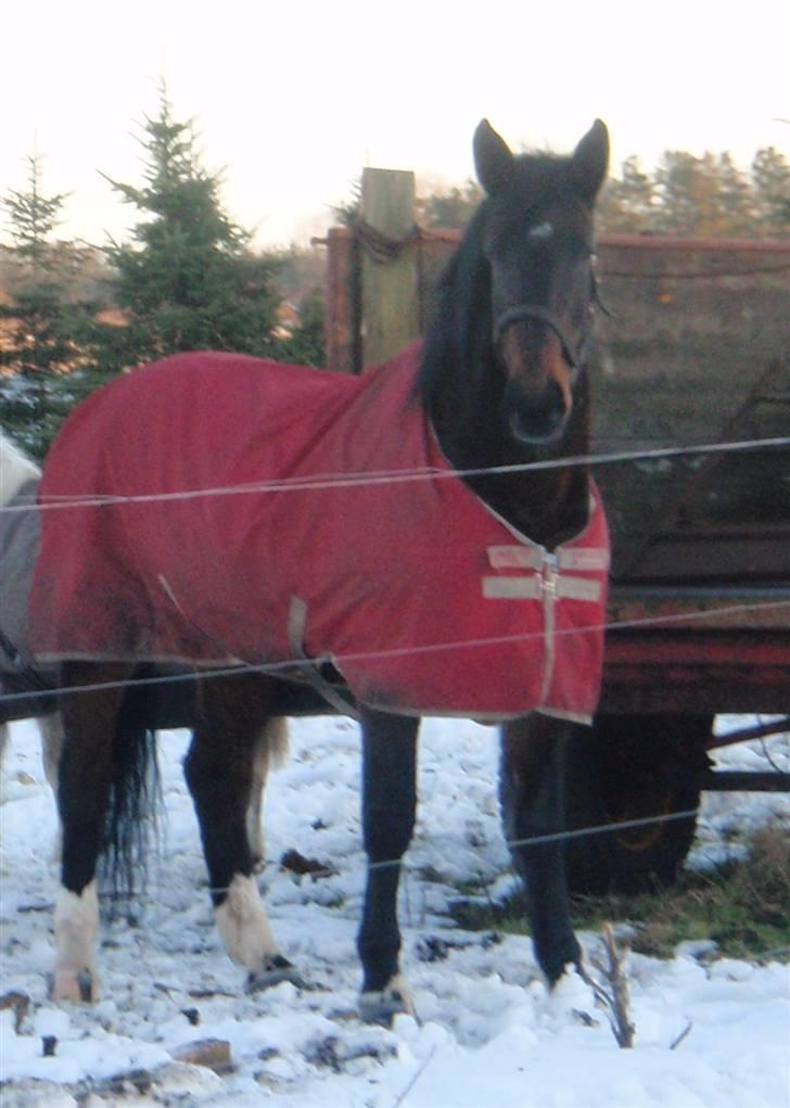 Anden særlig race Ronja - savnes )-'; - Meen det bedste er når du kan slappe af på folden!<33 Det er sagen :) billede 5