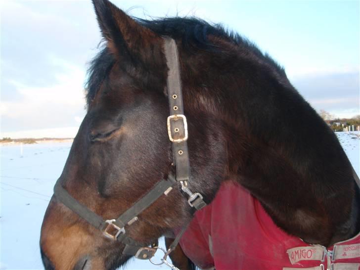 Anden særlig race Ronja - savnes )-'; - Blitzz close your eyes Ronja!!! :D   Din dejlige hyp´ billede 6