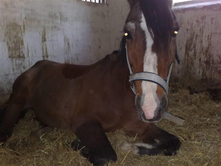 Anden særlig race Max   †DØD†:( - Tar´ lige en slapper... billede 1