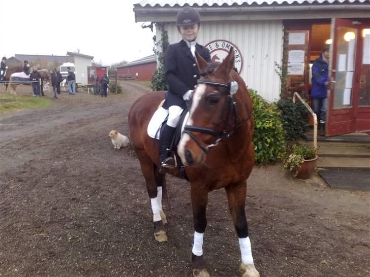 Anden særlig race Max   †DØD†:( - skulle lige havede taget et  billed efter at havede til stævne... billede 2