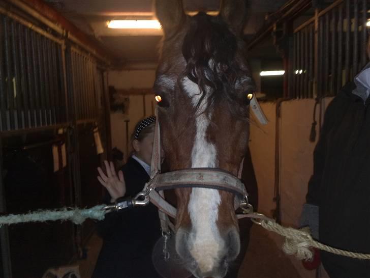 Anden særlig race Max   †DØD†:( - Ny fris... :-)  billede 3