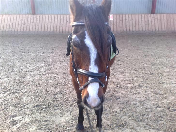 Anden særlig race Max   †DØD†:( - han forstår da at stå stille.. billede 5