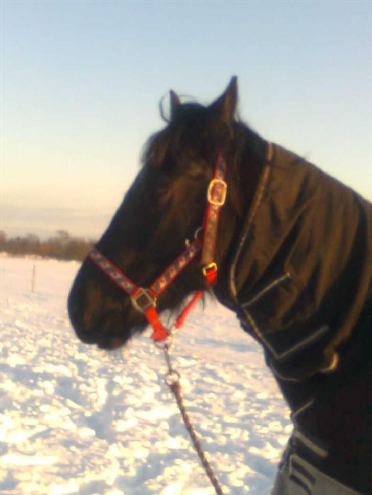 Frieser Renske Gepke. billede 8