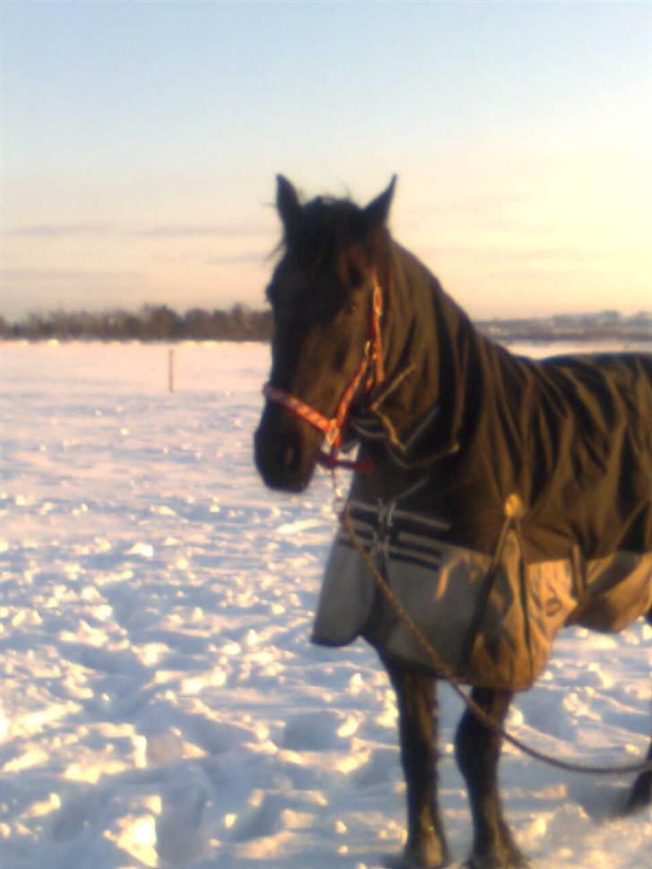 Frieser Renske Gepke. billede 10