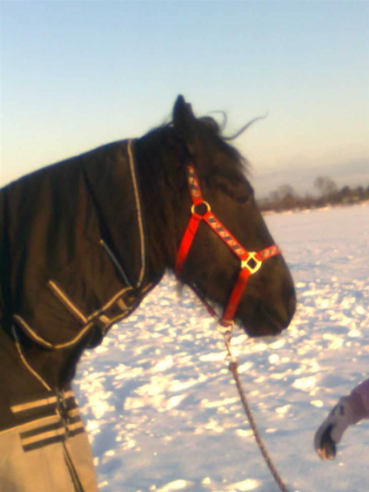 Frieser Renske Gepke. billede 13