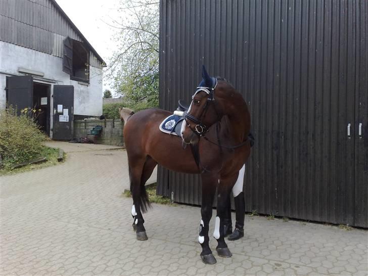 Frederiksborg Locky Asterix billede 20