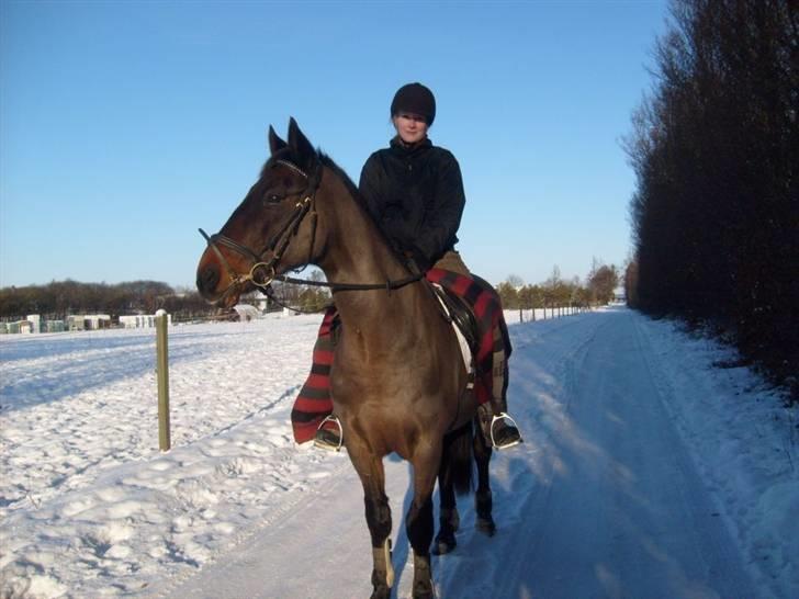Anden særlig race Præstegårdens Danny -part billede 1