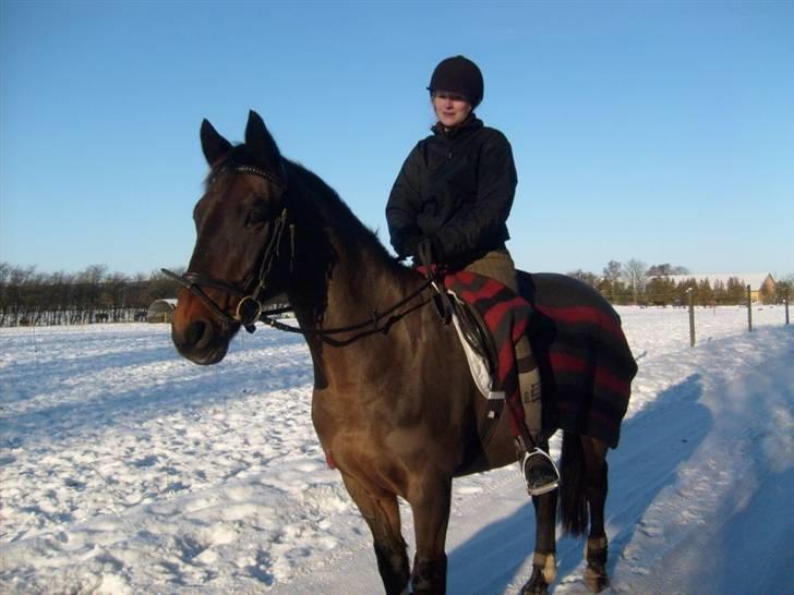 Anden særlig race Præstegårdens Danny -part billede 2