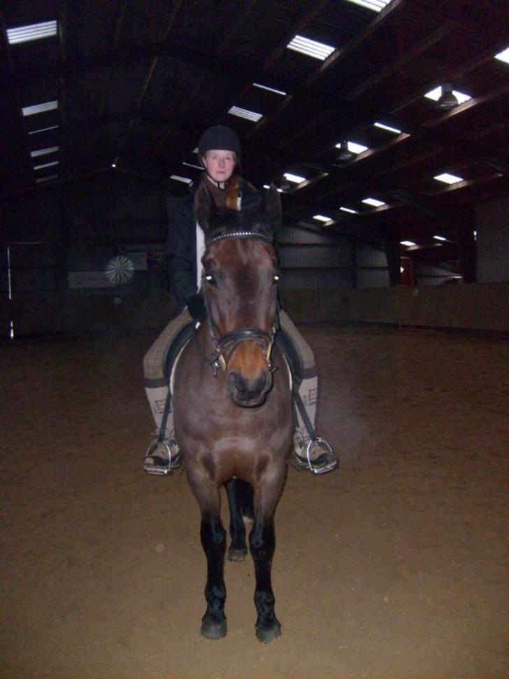 Anden særlig race Præstegårdens Danny -part billede 5