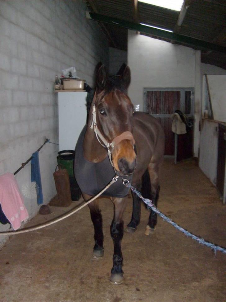 Anden særlig race Præstegårdens Danny -part billede 6