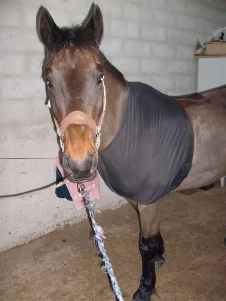 Anden særlig race Præstegårdens Danny -part billede 7