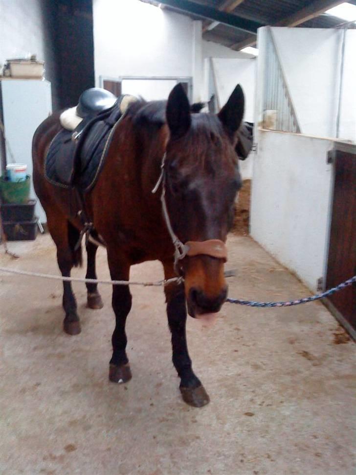 Anden særlig race Præstegårdens Danny -part billede 8