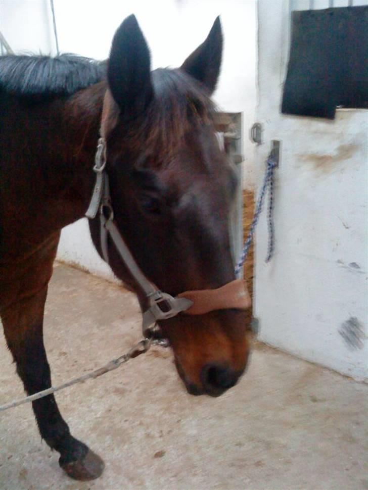 Anden særlig race Præstegårdens Danny -part billede 9