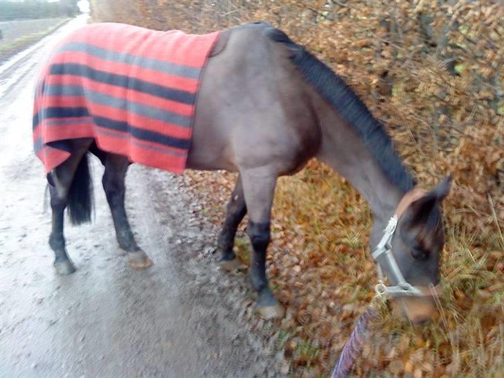 Anden særlig race Præstegårdens Danny -part billede 10