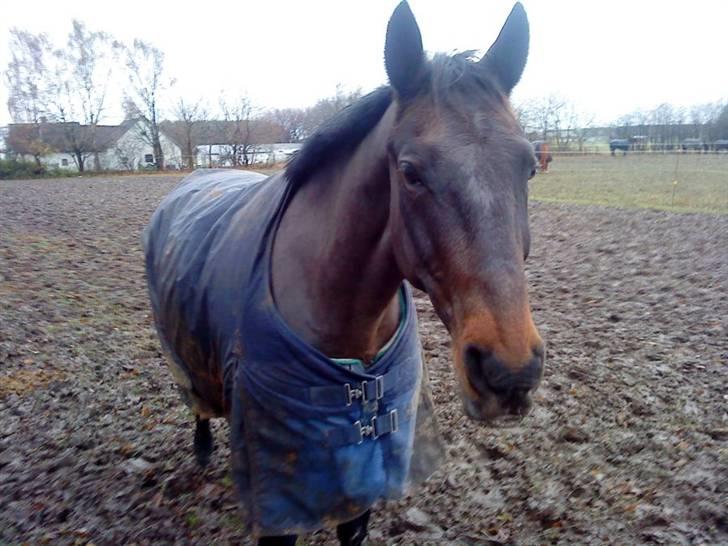Anden særlig race Præstegårdens Danny -part billede 11