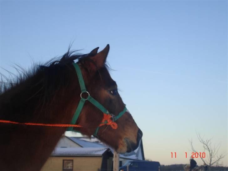 Dansk Varmblod Gladi billede 12