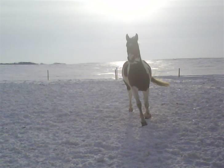 Pinto †Wivarto<3R.I.P 14/9-10;/† billede 15