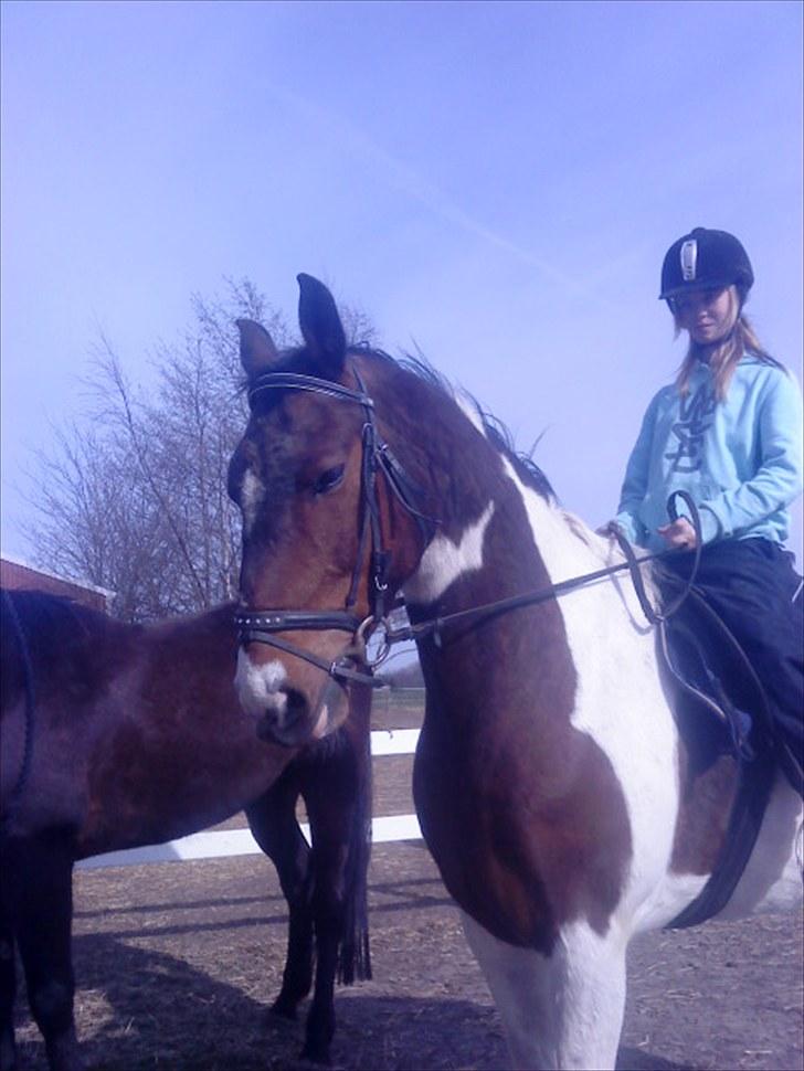 Pinto †Wivarto<3R.I.P 14/9-10;/† - Vil ALDRIG glemme dig skat!! billede 16