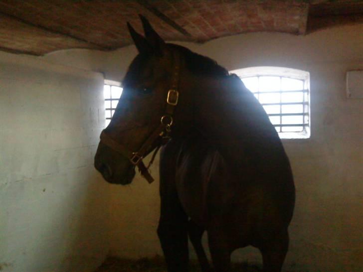 Anglo Araber (AA) Bengal Vrå billede 14