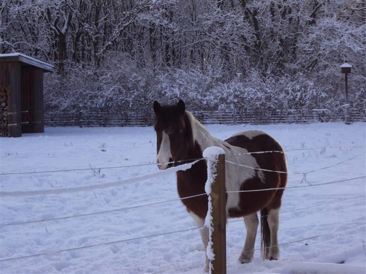 Anden særlig race Moonlight - "jeg venter på dig" billede 14
