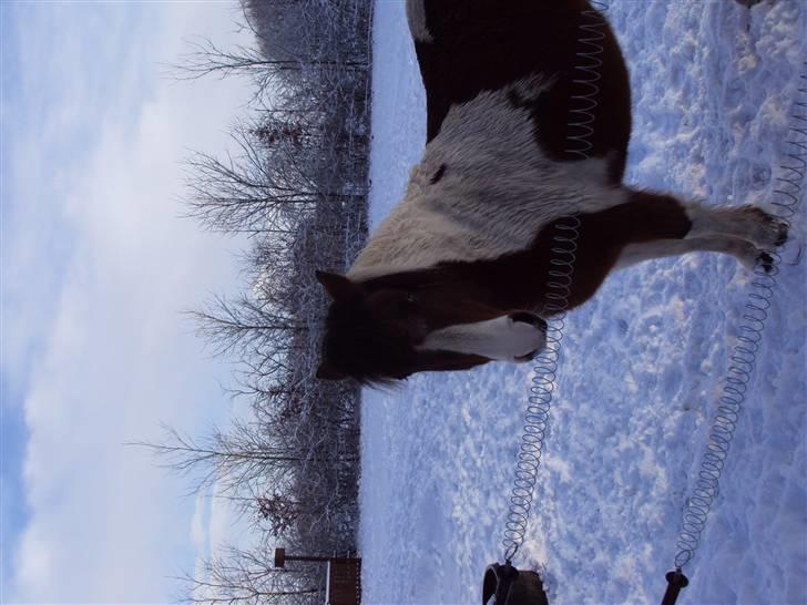 Anden særlig race Moonlight billede 16