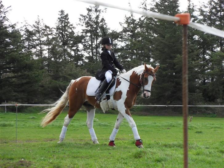 Anden særlig race Lucas<3 den bedste - Velkommen til Stjernens´ profil!;D Kig jer lidt omkring:o) Taget af: DB-foto! (søster) billede 1