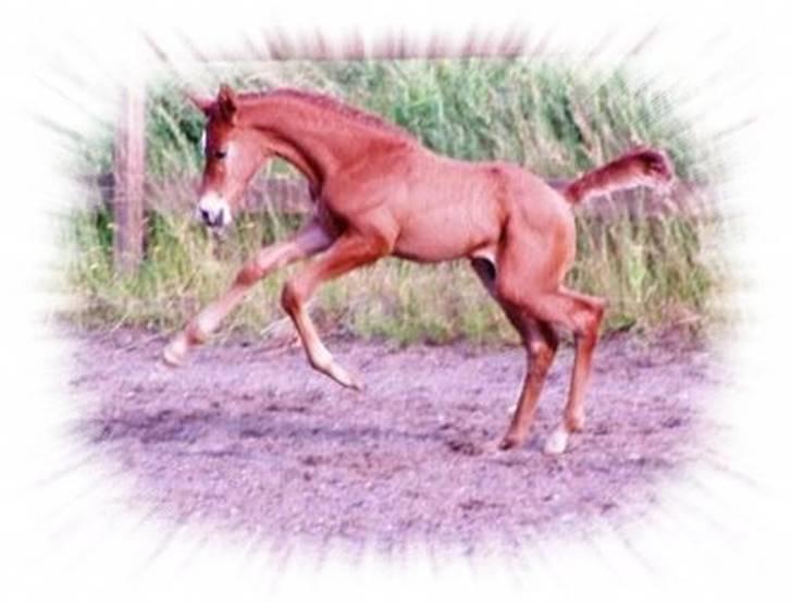 Welsh Partbred (Sec F) Flying Figo - Figo i fuld fart som baby :D billede 19