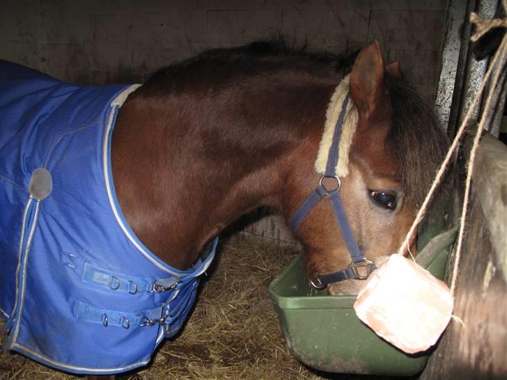Anden særlig race o0o0 CHAPPY 0o0o Solgt<3 billede 9