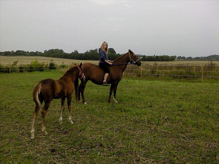Arabisk fuldblod (OX) tonja  - så man lige ude at ride på hende . hun er bare ved at blive super god  billede 9